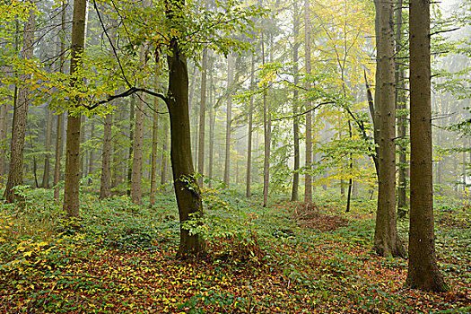 欧洲山毛榉,树林,普拉蒂纳特,巴伐利亚,德国