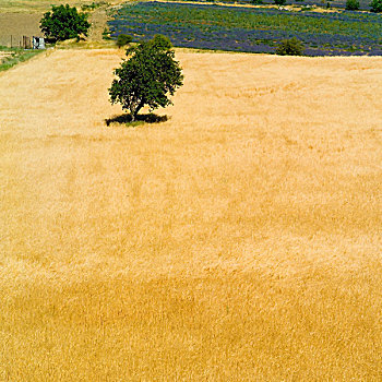斯佩尔特小麦,土地,树,普罗旺斯,法国