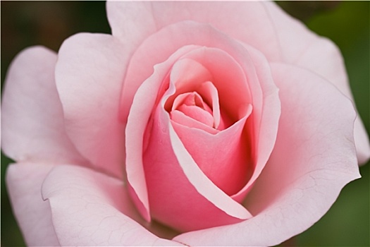 软,粉红玫瑰,夏天