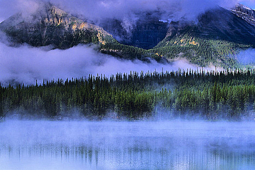 雾,遮盖,树,树林,湖岸,冰原大道,湖,班芙国家公园,艾伯塔省,加拿大