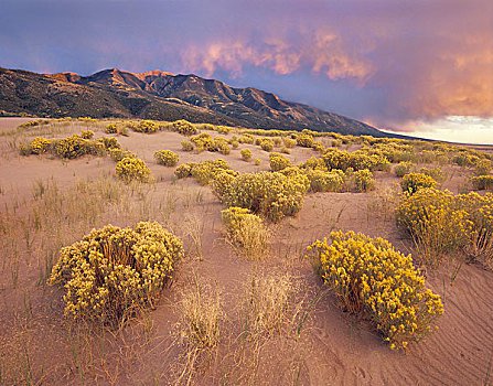 蒿属植物,沙滩,沙丘,大沙丘国家纪念公园,科罗拉多
