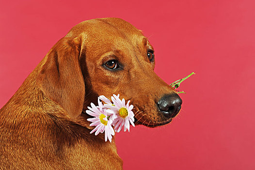 拉布拉多犬,黄色,母狗,粉花,嘴,奥地利,欧洲