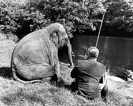 大象,男人,坐,一起,河,鱼,英格兰,英国