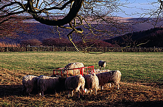 绵羊,吃,德贝郡,英格兰