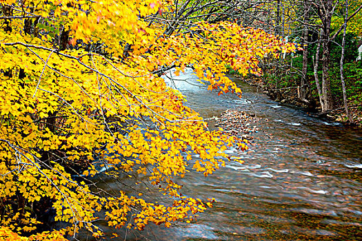 河,秋天,山谷,新斯科舍省,加拿大