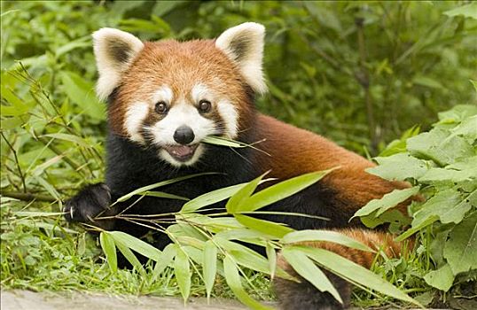 小熊猫,濒危,卧龙自然保护区