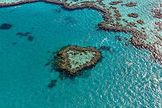 珊瑚礁,心形,礁石,局部,大堡礁,昆士兰,澳大利亚,大洋洲