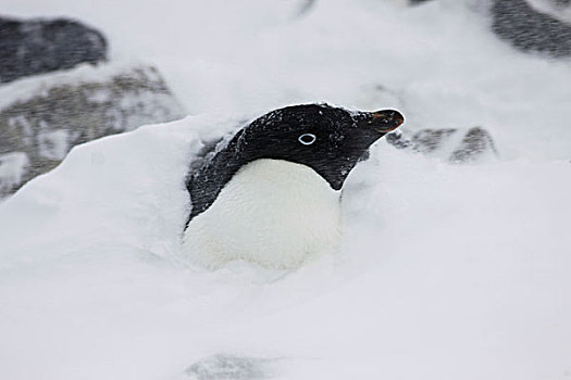 阿德利企鹅,雪中,风暴,掩埋,南极