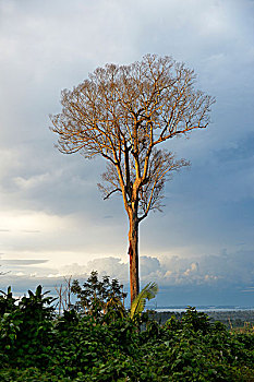 枯木,区域,亚马逊雨林,巴西,南美