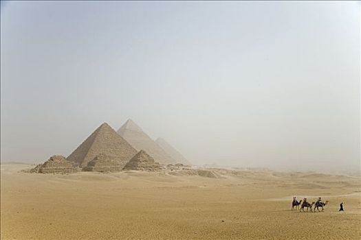 骆驼,正面,吉萨金字塔,埃及