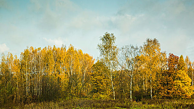 俄罗斯原野上的金秋白桦