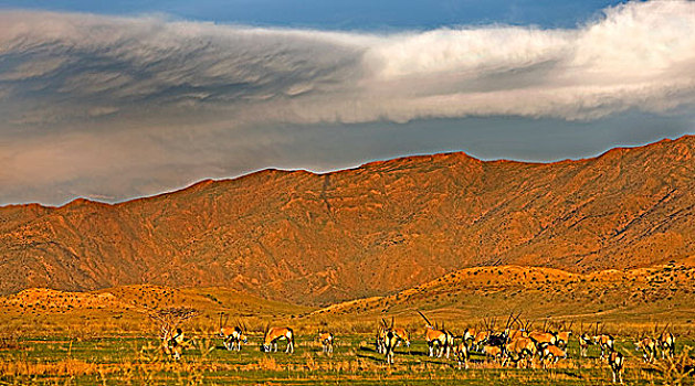 南非大羚羊,羚羊,牧群,纳米比诺克陆夫国家公园,纳米比亚