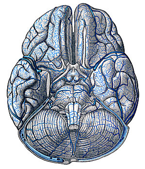 脉络,大脑,身体,插画