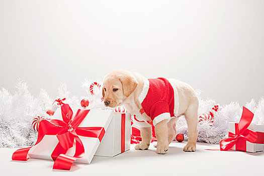拉布拉多犬,小狗,张望,圣诞礼物,盒子