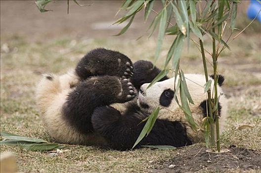 大熊猫,老,幼兽,竹笋,卧龙自然保护区,中国