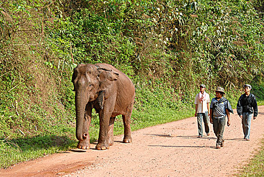 工作,道路,三个,看象人,砾石,靠近,省,老挝,东南亚,亚洲