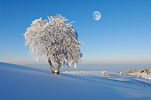 月亮,高处,欧洲,山毛榉,霜,雪,山,黑森林,巴登符腾堡,德国