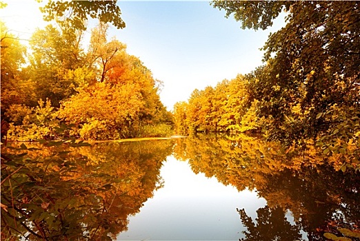 秋日树林,河
