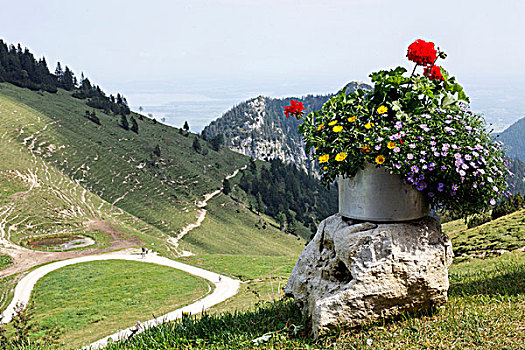 容器,花,坎彭完特山,齐姆高,上巴伐利亚,德国,欧洲