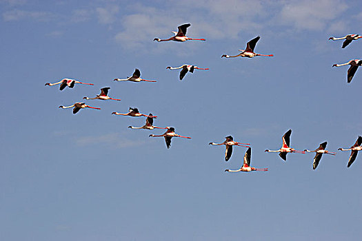 小红鹳,生物群,飞行,纳库鲁湖,肯尼亚
