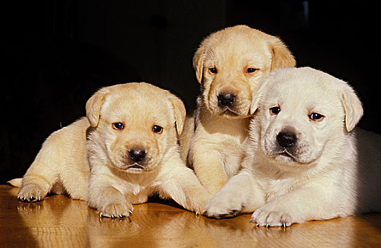 黄色拉布拉多犬,狗,幼仔