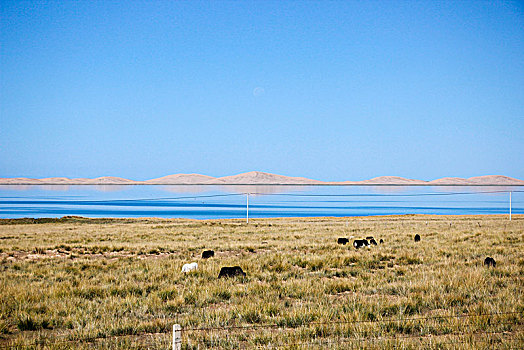 青海湖边的牦牛群