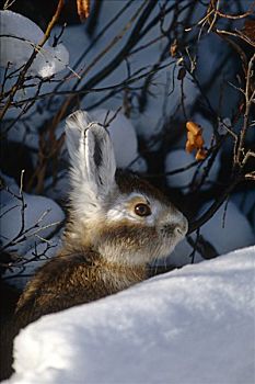 雪兔,德纳里峰,公园,冬天,室内