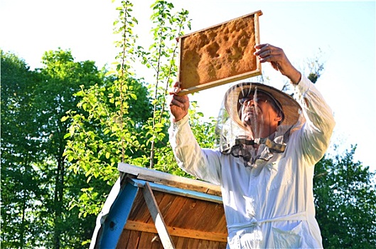 老人,养蜂人,工作,蜂场,春天
