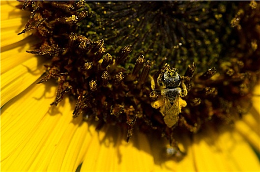 蜜蜂,金色,花粉,黄色,向日葵
