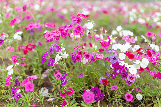 长春花花海