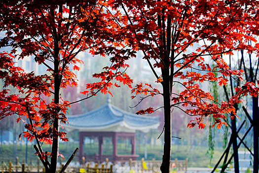 秋天公园红枫叶