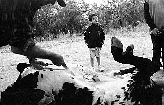 农民,屠宰,公牛,圣地亚哥,阿根廷,七月,2008年