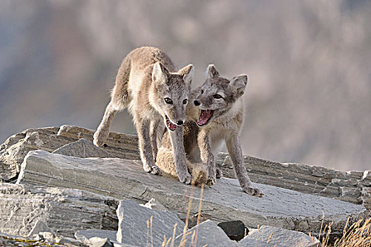 幼兽,北极狐,玩,国家公园,挪威,欧洲