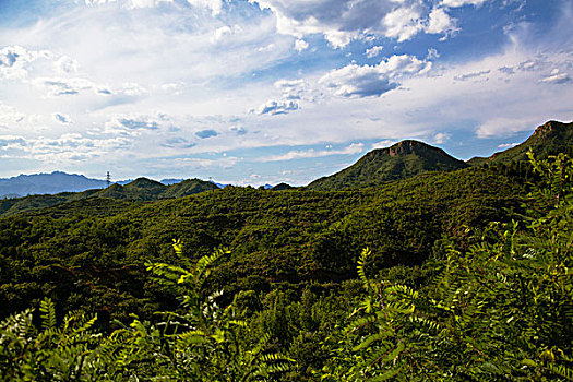 长满绿色植物的青山