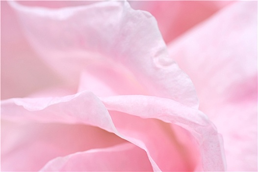 可爱,粉红玫瑰,花瓣,特写