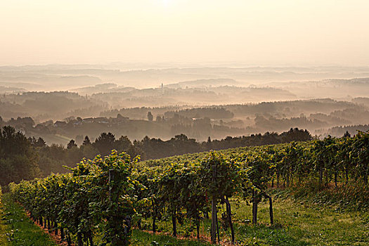晨雾,葡萄园,靠近,葡萄酒,路线,施蒂里亚,奥地利,欧洲