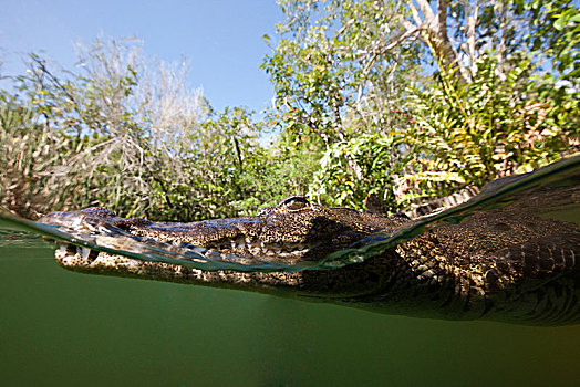 鳄鱼,鳄属,坎昆,尤卡坦半岛,墨西哥
