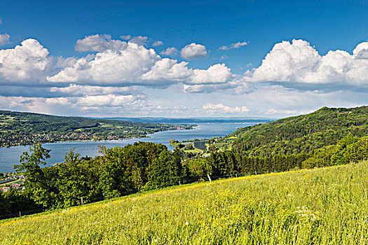 景色,夏日草地,靠近,西部,尾端,康士坦茨湖,半岛,左边,瑞士,欧洲