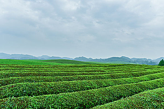 茶海