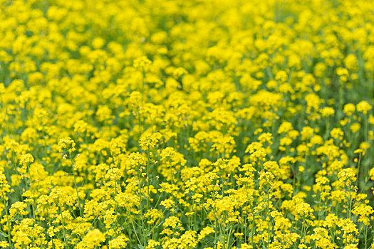 春季油菜花