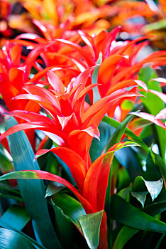 石家庄市,花卉,鸿运当头,水塔花