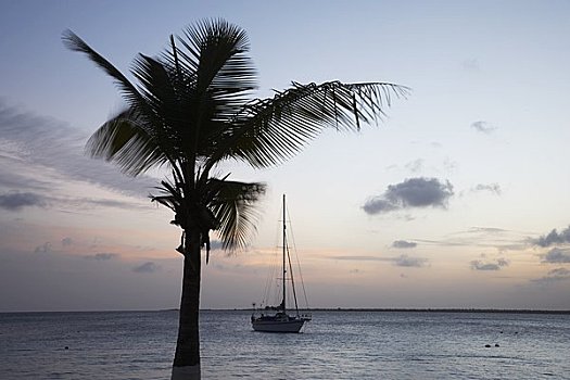 棕榈树,帆船,日落,博奈尔岛,荷属列斯群岛