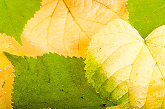 黄色,绿色,秋天,叶子,背景