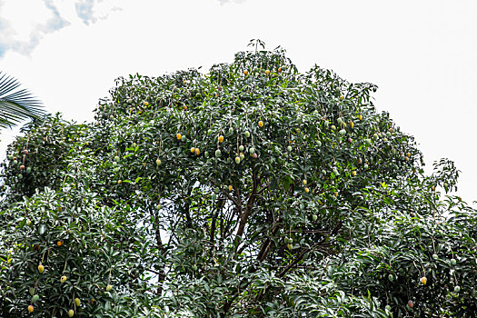 果园里树上挂满成熟的芒果