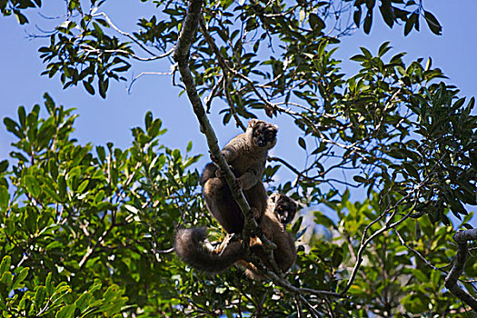 狐猴,树林,自然保护区,马达加斯加
