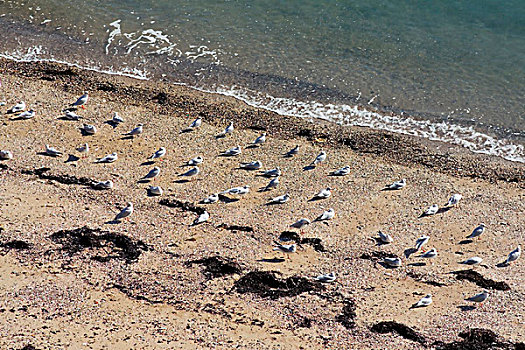 海鸥,海滩,布列塔尼半岛,法国