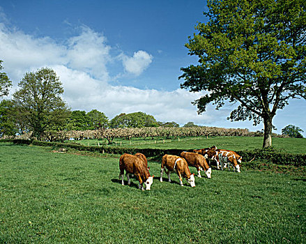 赫里福德,阉牛,放牧,土地,爱尔兰