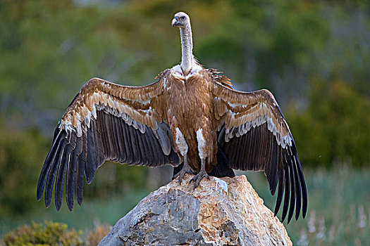 半狮半鹫的怪兽,秃鹰,弄干,翼,雨,比利牛斯山脉,西班牙,欧洲