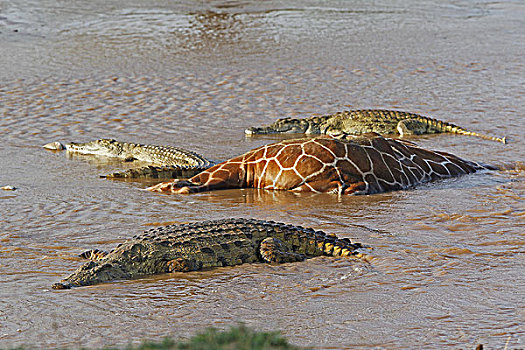 尼罗鳄,群,杀,长颈鹿,淹没,河,公园,肯尼亚
