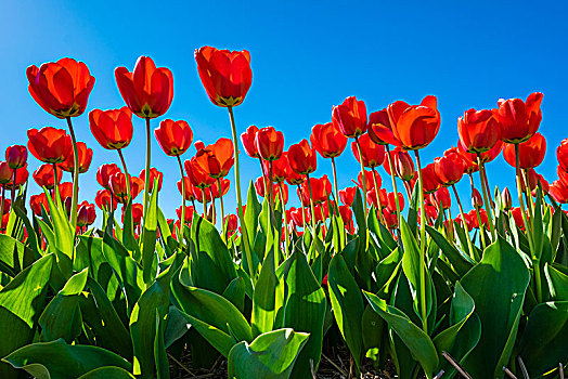 红色,荷兰,郁金香,开花,蓝天,北荷兰